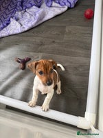 Jack Russell dogs Last Jack Russel Puppy left READY TO GO - Advert 5