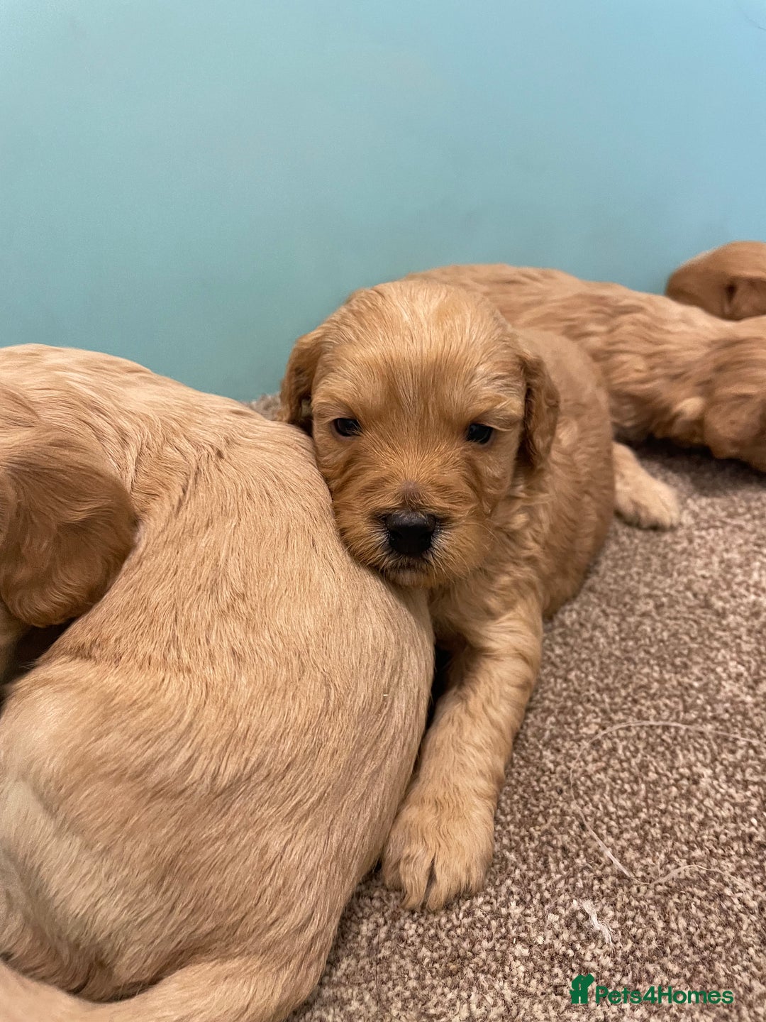 Cockapoo dogs for sale: P,r,a clear f1 cockpoo - Advert 8