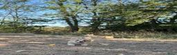 Welsh Corgi Pembroke dogs for sale: PERFECT PEMBROKE PUPPIES - Advert 18