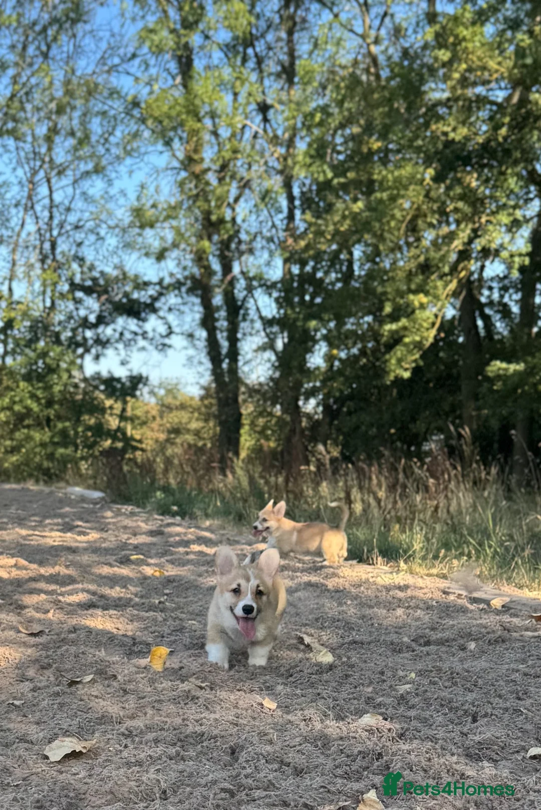 Welsh Corgi Pembroke dogs for sale: PERFECT PEMBROKE PUPPIES in Bury Saint Edmunds - Advert 22