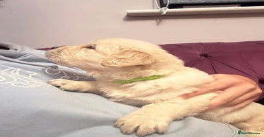 Golden Retriever dogs - Advert 14