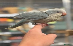 Parrots birds for sale: Beautiful Handreared baby Quakers  - Image 1