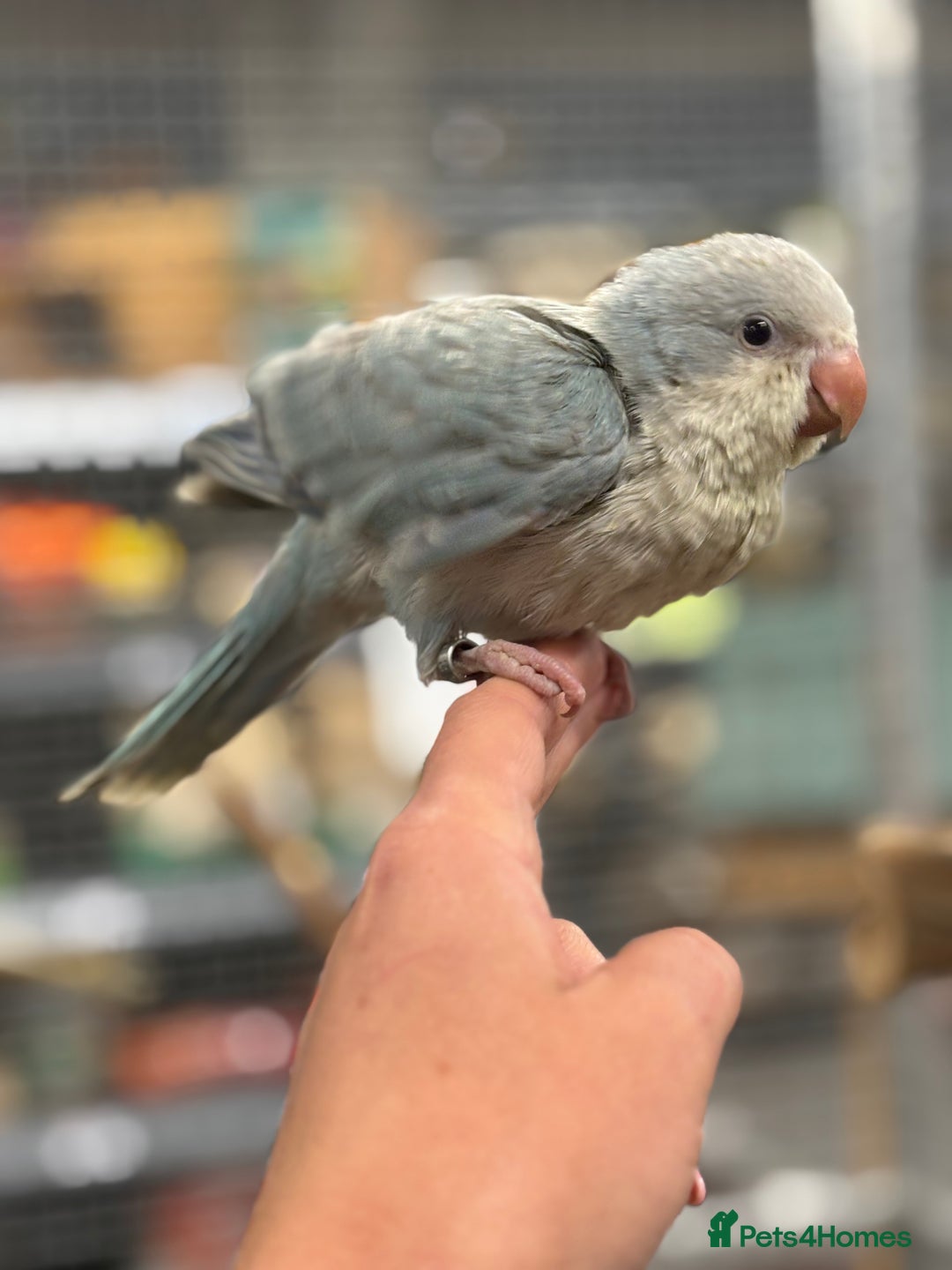 Parrots birds for sale: Beautiful Handreared baby Quakers  - Image 1