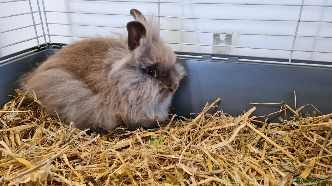 Lionhead rabbits for sale:  Last little Lionhead Boy Left - Image 5