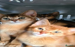 Abyssinian cats for sale: Pedigree abysinnian kittens - Image 11