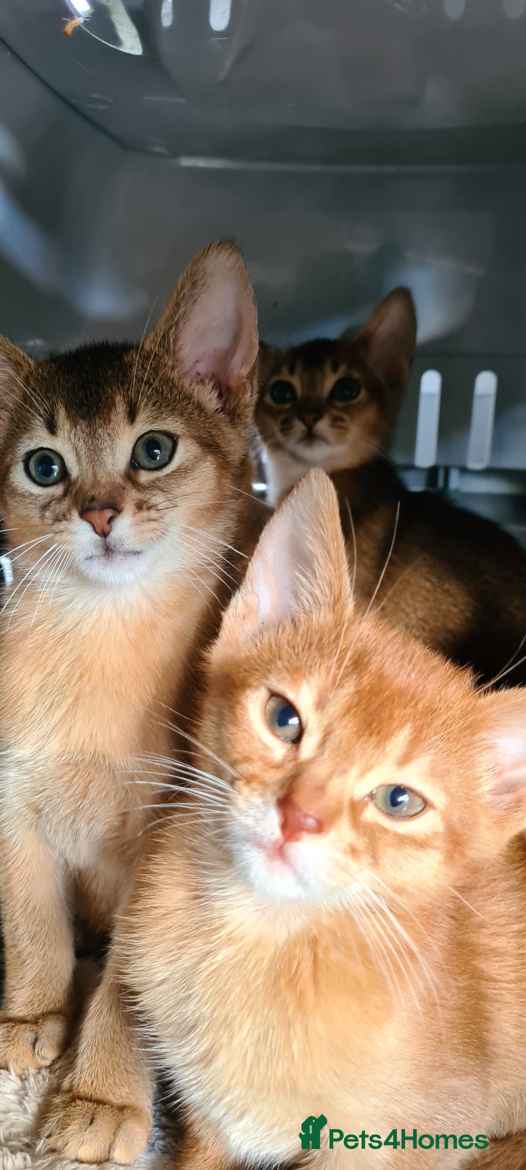 Abyssinian cats for sale: Pedigree abysinnian kittens - Image 11