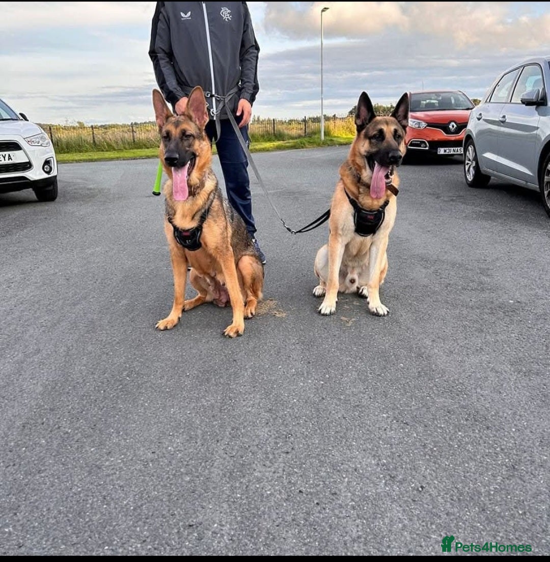German Shepherd dogs for sale: 9 beautiful working line german shepherd puppies  - Advert 2