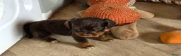 Cocker Spaniel dogs for sale: 7 BEAUTIFUL KC WORKING TYPE COCKER SPANIEL  - Advert 17