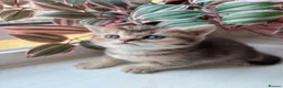 British Shorthair cats for sale: British shorthair golden shaded - Advert 9