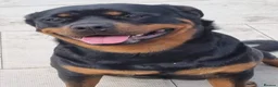 Rottweiler dogs for sale: Kc reg, extensively health tested parents - Advert 6
