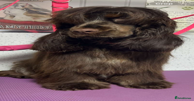 Cocker Spaniel dogs Stunning litter of show cocker spaniels  - Advert 16