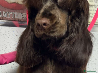 Cocker Spaniel dogs Stunning litter of show cocker spaniels - Advert 2