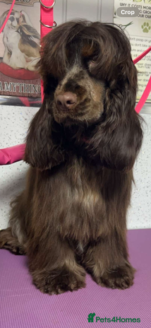 Cocker Spaniel dogs Stunning litter of show cocker spaniels - Advert 2