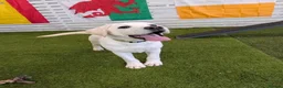 Labrador Retriever dogs for sale: Advanced trained Labradors  - Advert 4