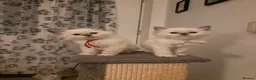 Ragdoll cats for sale: 🐾💙 GORGEOUS RAGDOLL KITTENS  - Advert 17