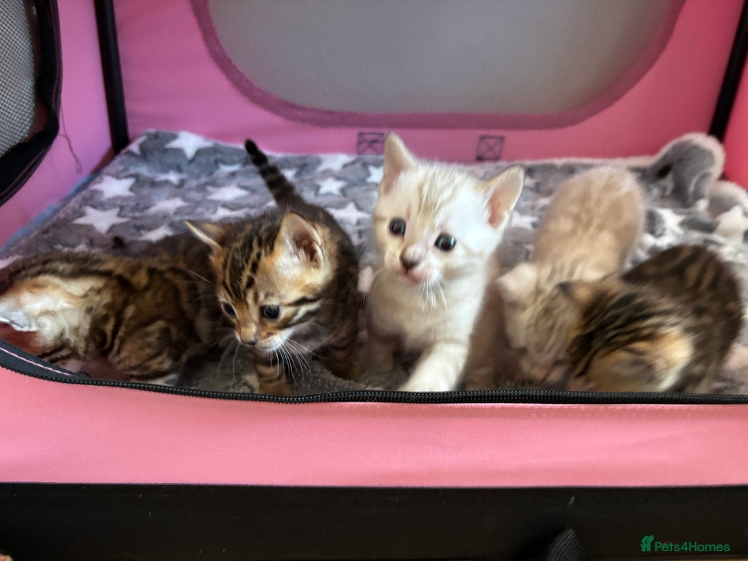 Bengal cats for sale: Supreme Grand Champion TICA bengal kittens  - Image 2