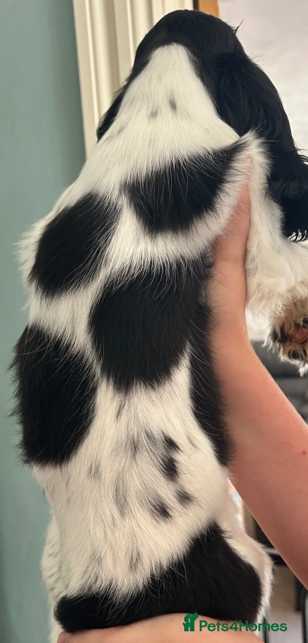 Cocker Spaniel dogs for sale: Beautiful black and white female show type - Advert 4