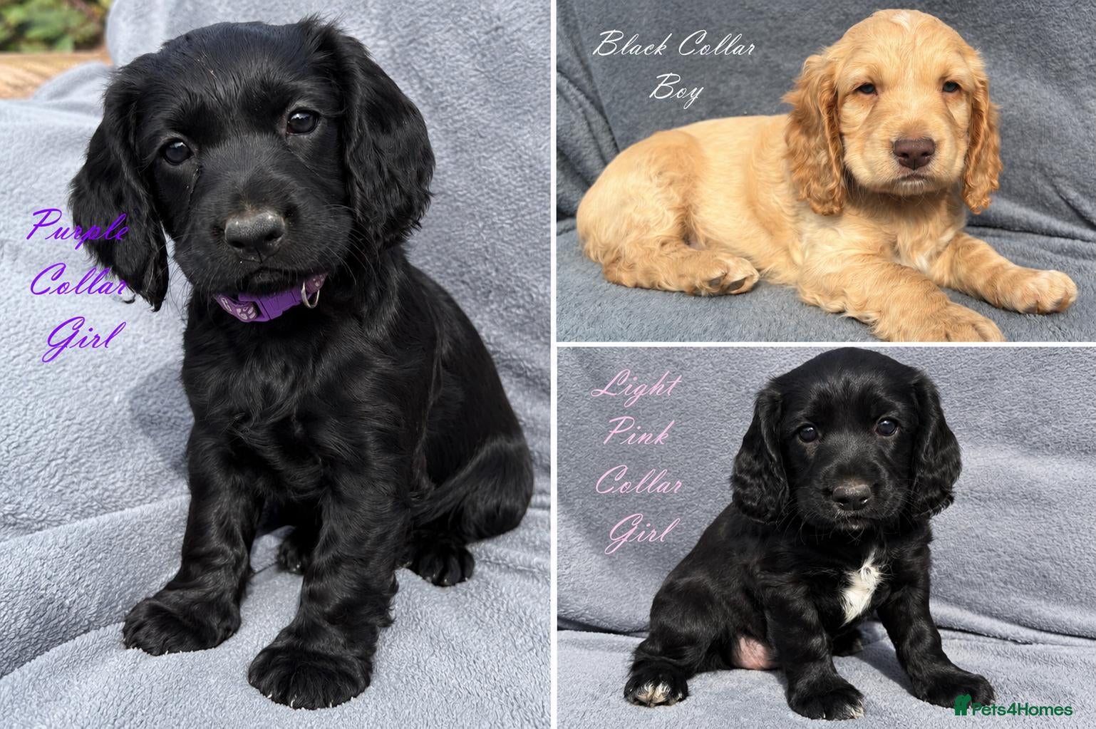 Cocker Spaniel dogs Gorgeous KC reg Cocker Spaniel pups (working type) - Advert 1