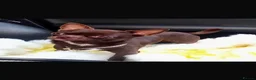 Chihuahua dogs for sale: Apple head chihuahuas  - Advert 7