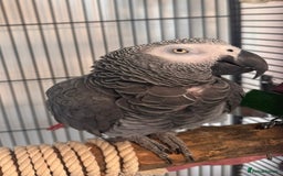 Parrots birds for sale: Parrot Tame & Talking 6 Yrs Old  - Image 2