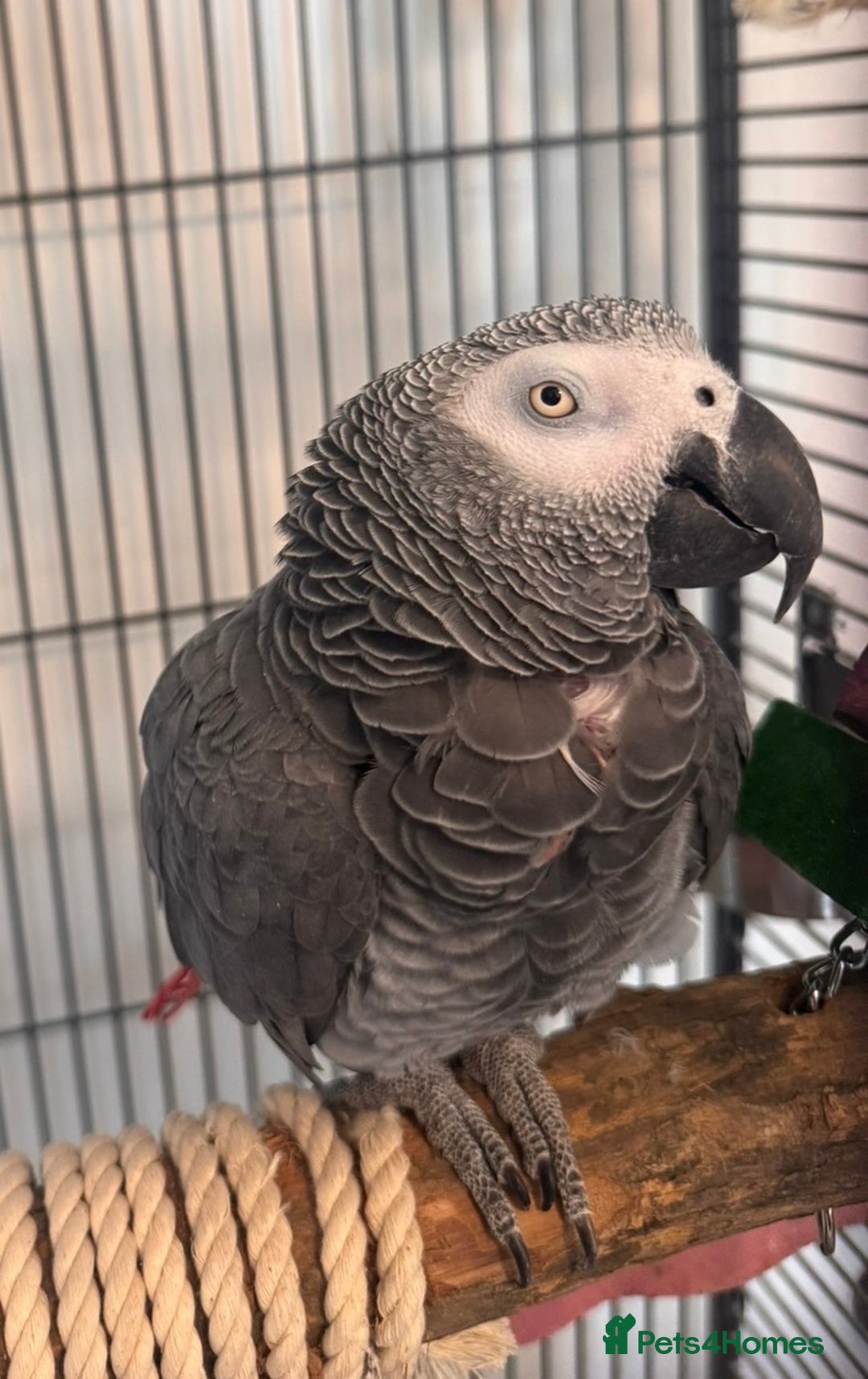 Parrots birds for sale: Parrot Tame & Talking 6 Yrs Old  - Image 2