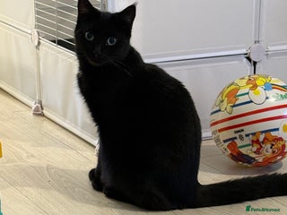 Domestic Shorthair cats - Advert 24