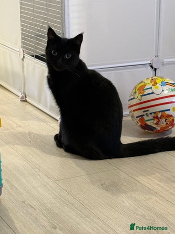Domestic Shorthair cats - Advert 3