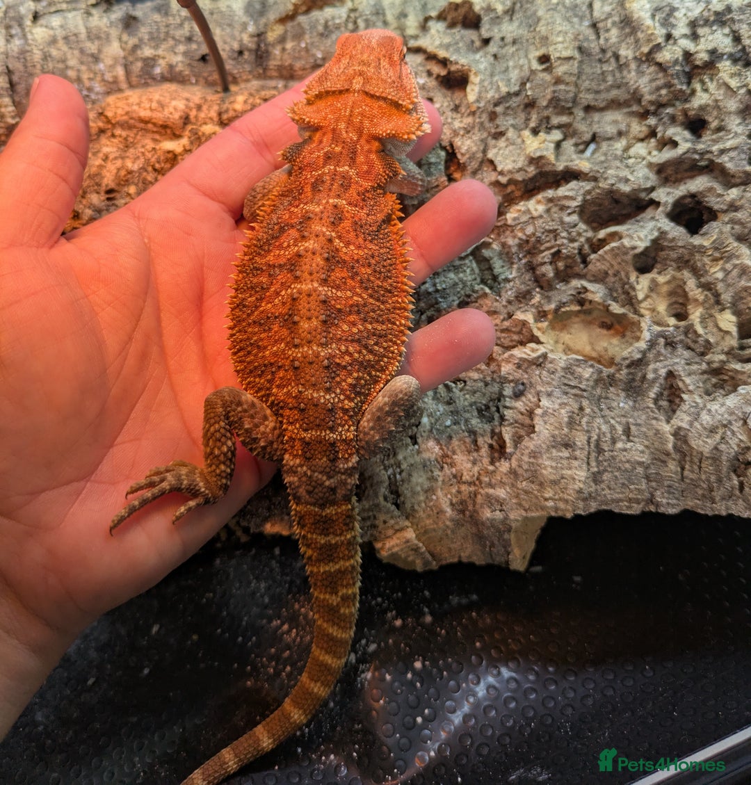Bearded Dragon reptiles for sale: Orange tiger het hypo - Image 1