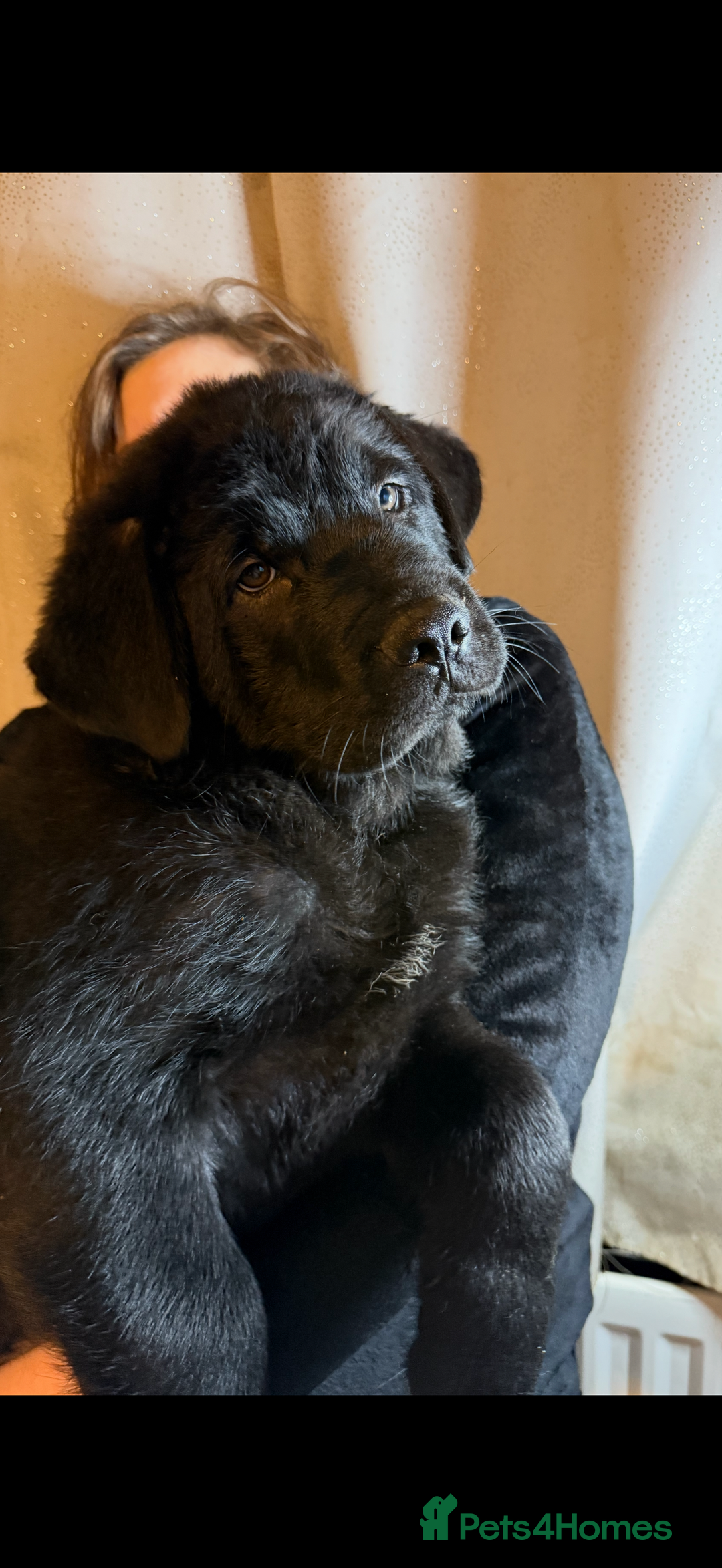 Mixed Breed dogs for sale: Beautiful chow x Newfoundland puppies - Advert 21
