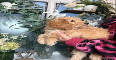 Mini Goldendoodle dogs - Advert 12