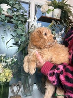 Mini Goldendoodle dogs - Advert 4