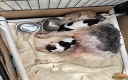Fox Terrier dogs for sale: KC registered Fox Terrier Pups - Image 7