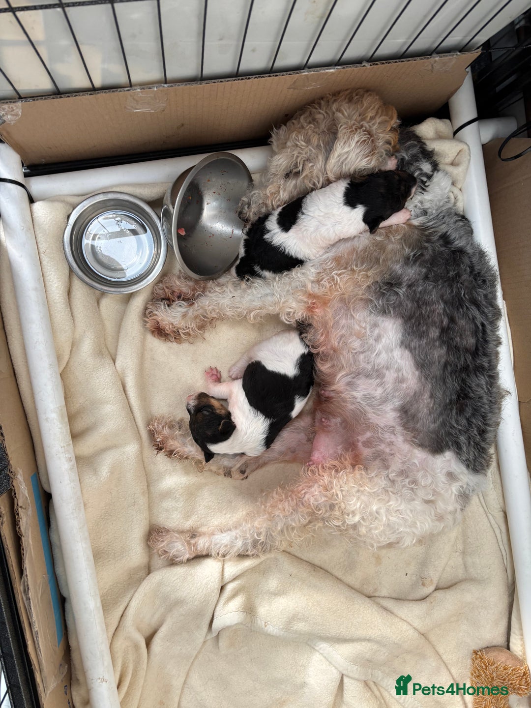 Fox Terrier dogs for sale: KC registered Fox Terrier Pups - Image 7