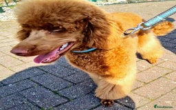 Miniature Poodle dogs for stud: Miniature Poodle STUD 5* LICENSED BREEDER  - Image 3
