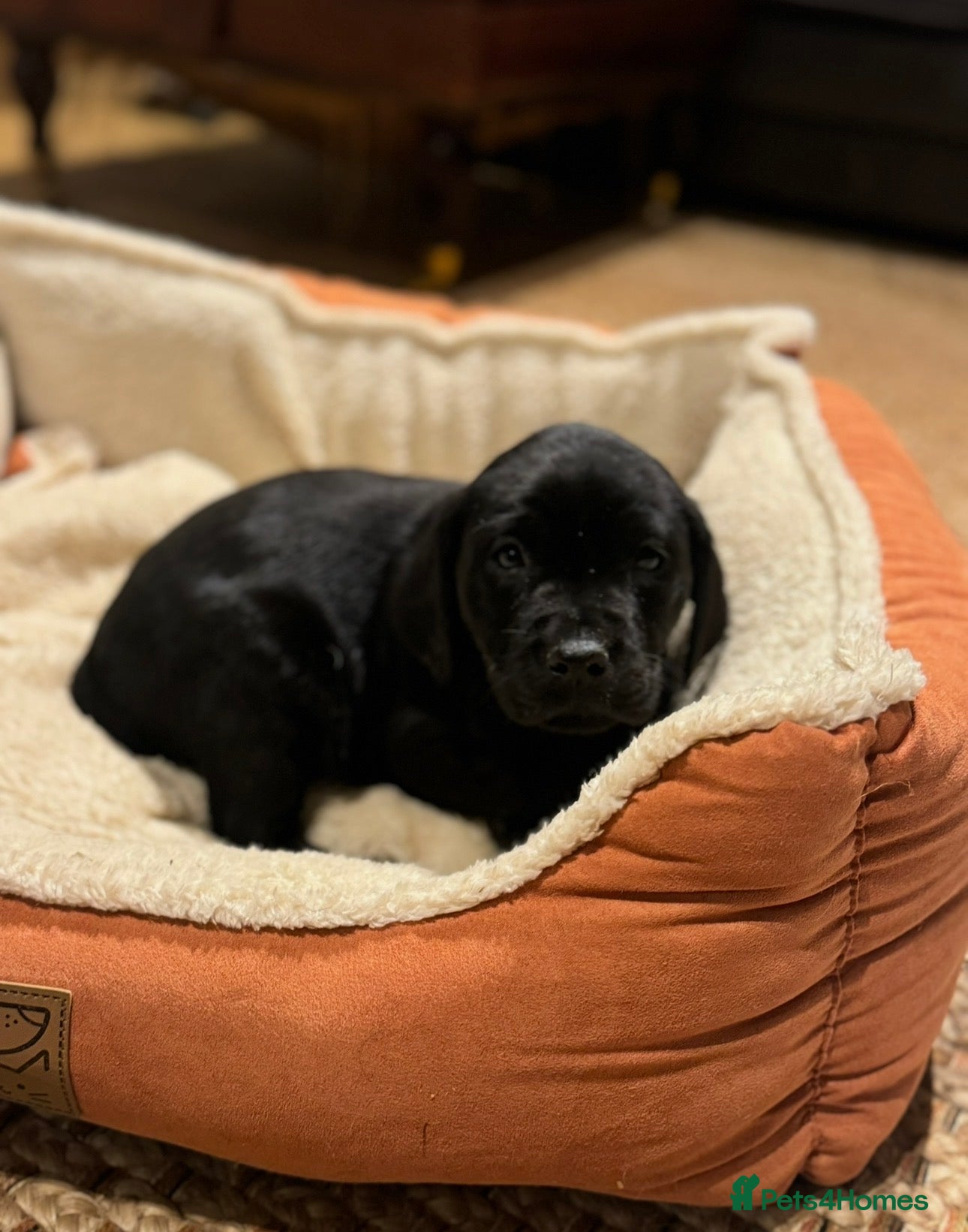 Labrador Retriever dogs Beautiful black Labrador  - Advert 3