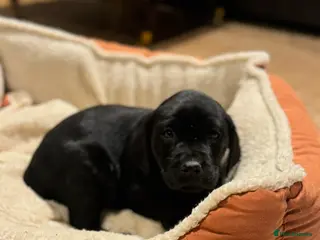 Labrador Retriever dogs Beautiful black Labrador - Advert 3