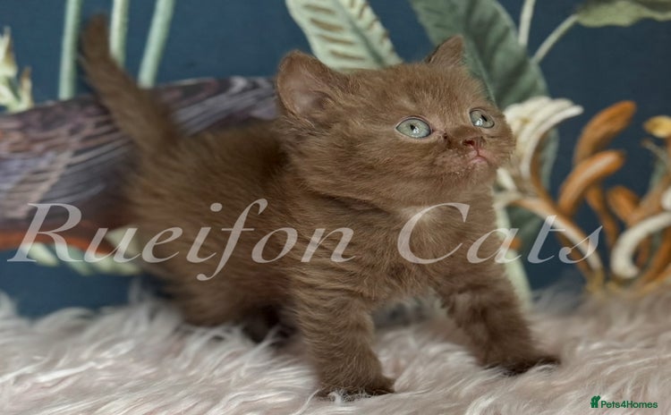 British Shorthair cats for sale - Advert 2