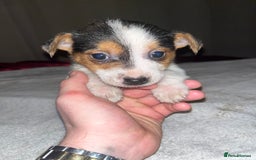 Jack Russell dogs for sale: 4 stunning playful Jack Russell puppies - Image 6