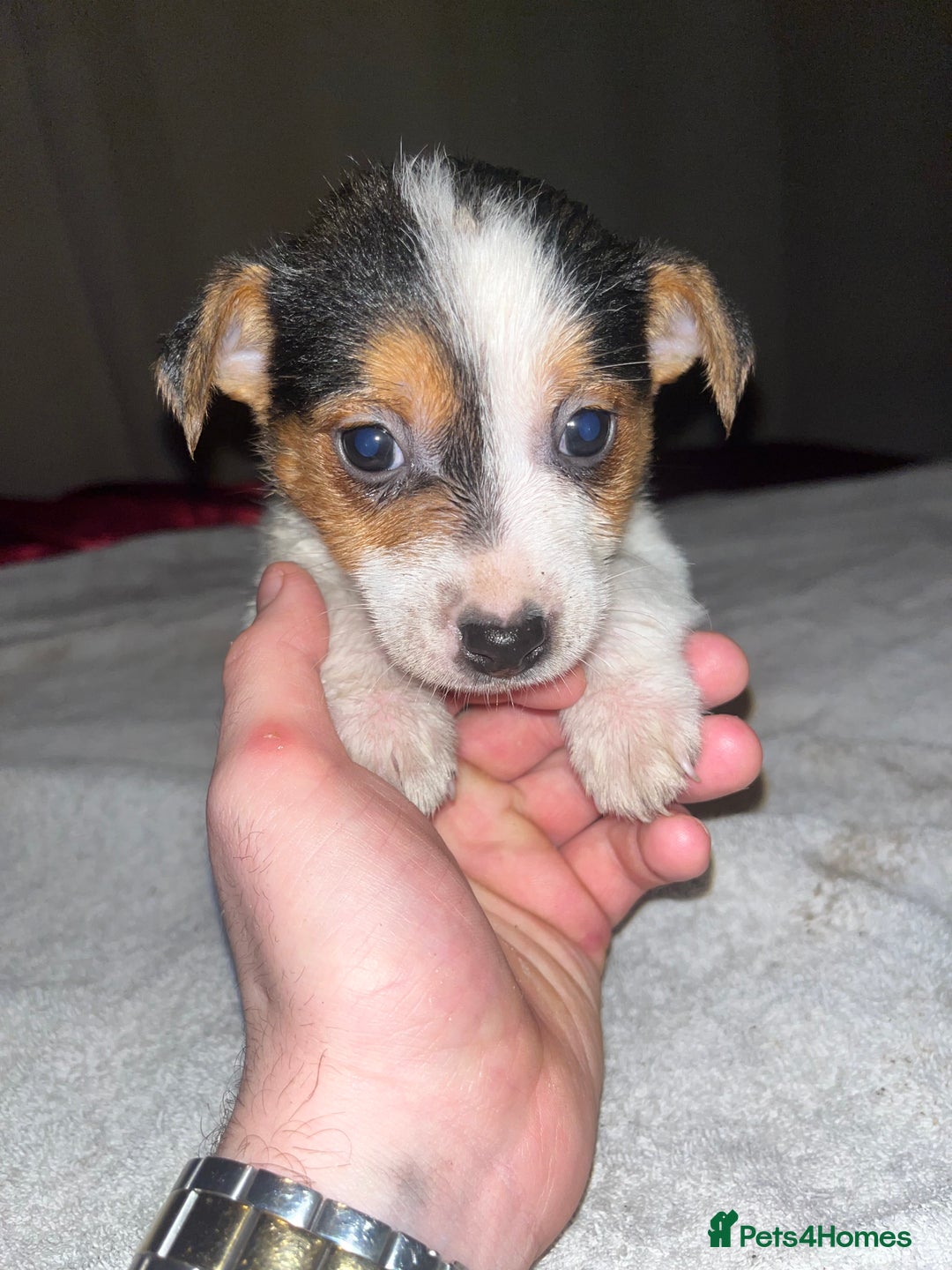 Jack Russell dogs for sale: 4 stunning playful Jack Russell puppies - Image 6