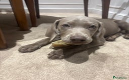 Mixed Breed dogs for sale: Weimaraner x lab puppies  - Image 1