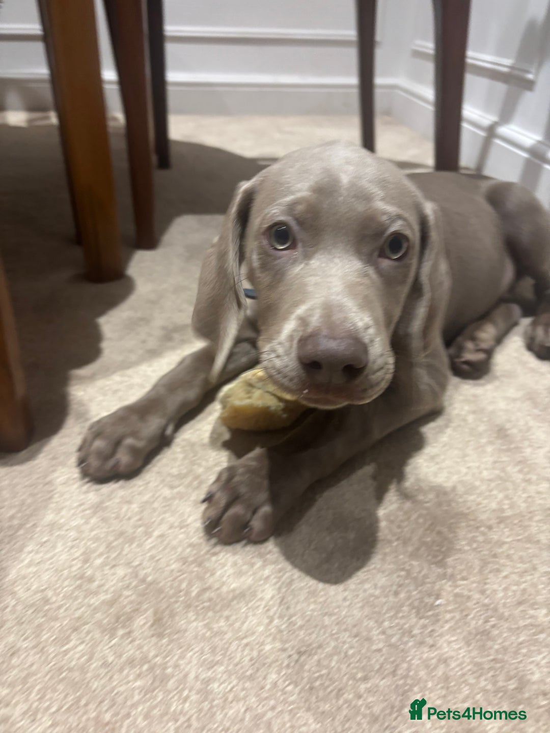 Mixed Breed dogs for sale: Weimaraner x lab puppies  - Image 1