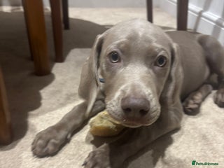 Mixed Breed dogs - Advert 3