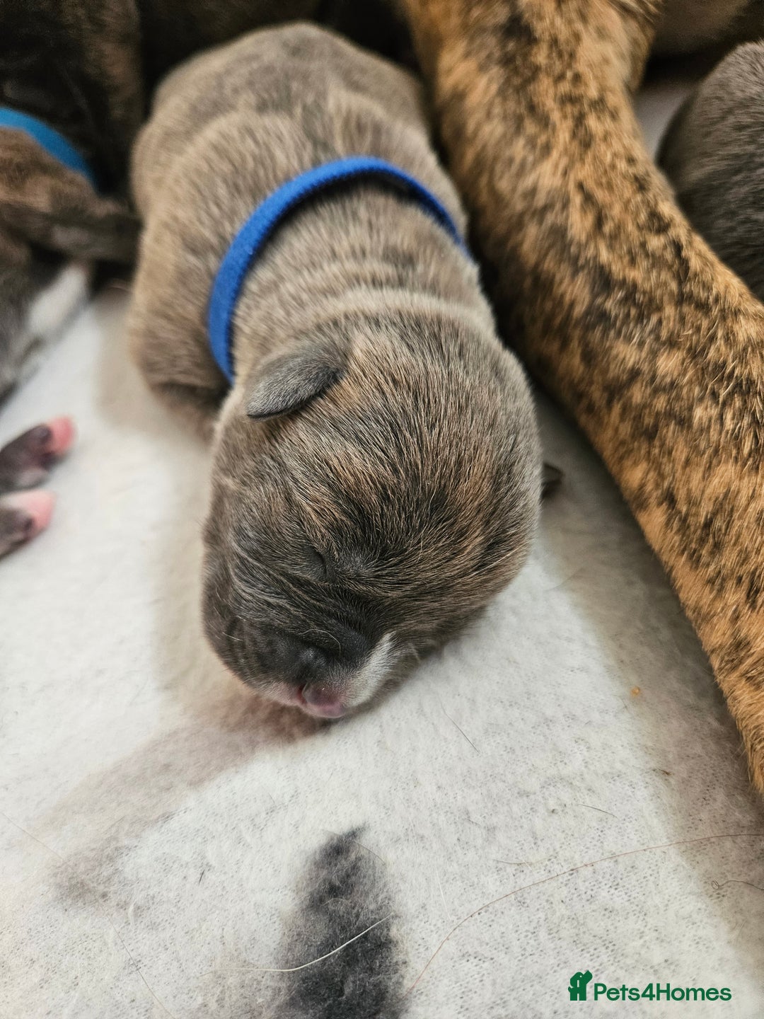 Mixed Breed dogs for sale: 8 Puppies - 3/4 blue staff 1/4 whipit  in Cradley Heath - Image 10