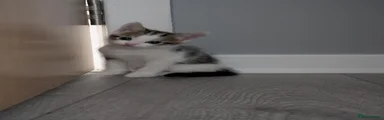Domestic Shorthair 1
