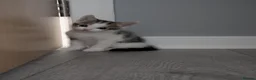 Domestic Shorthair cats for sale: 3 kittens for sale  in Birkenhead - Advert 5