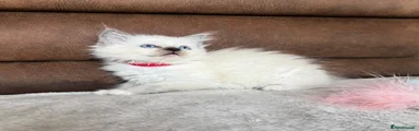 Dexter