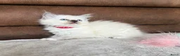 Ragdoll cats for sale: Pedigree ragdoll kittens - Advert 6