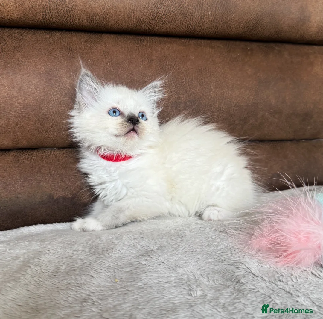 Ragdoll cats for sale: Pedigree ragdoll kittens - Advert 6