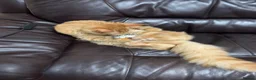 Maine Coon cats for sale: Ginger 3/4 Maine Coon in Bradford - Advert 13