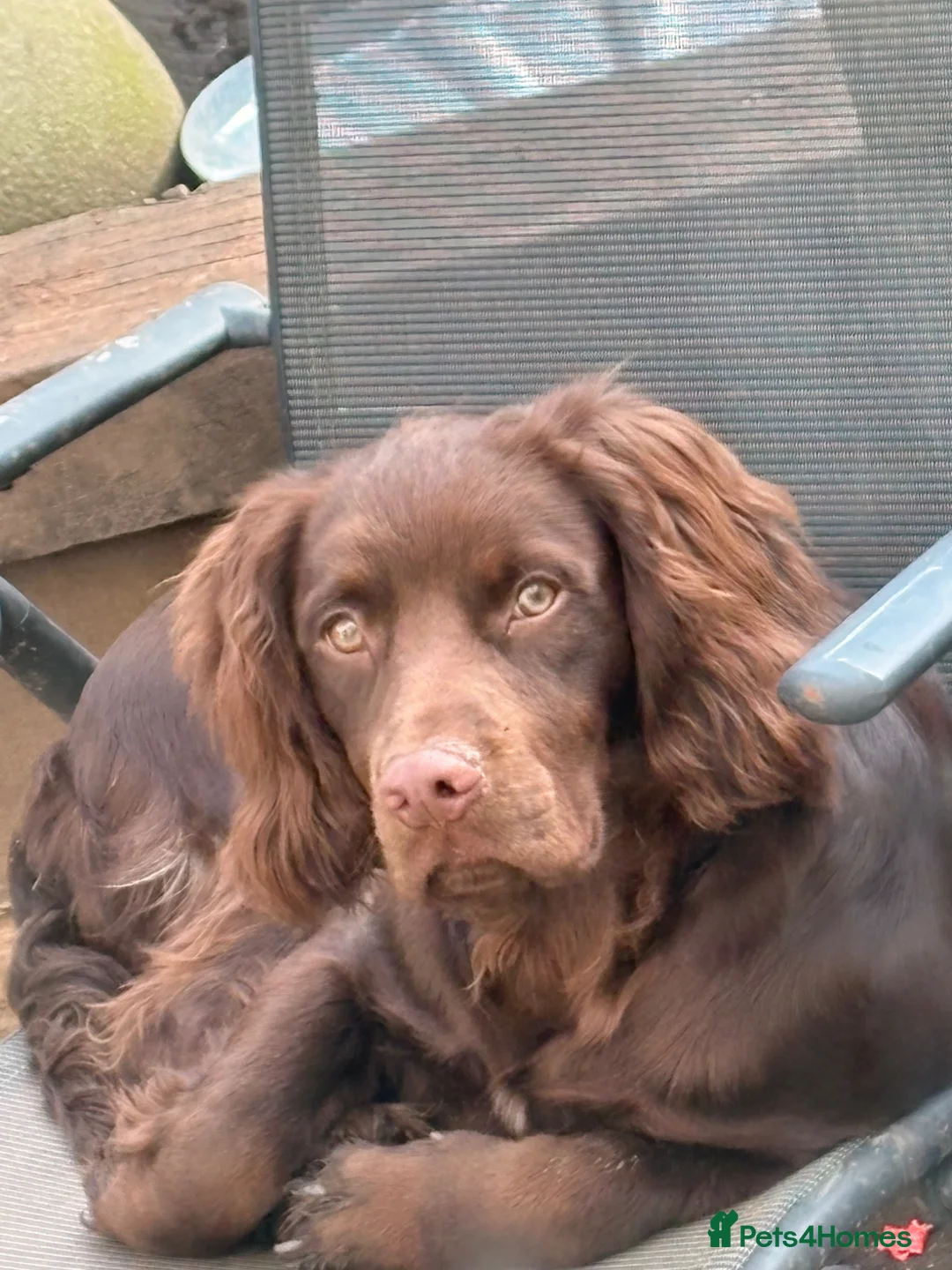 Cocker Spaniel dogs for sale: Bear  - Advert 1